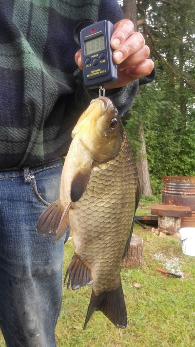 Crucian carp