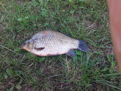 Crucian carp