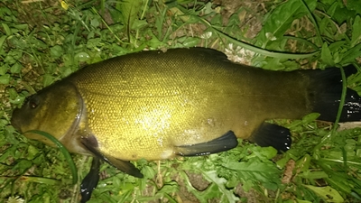 Tench