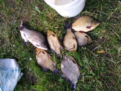 Crucian carp