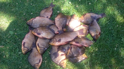 Crucian carp