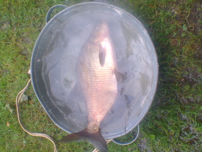 Carp bream