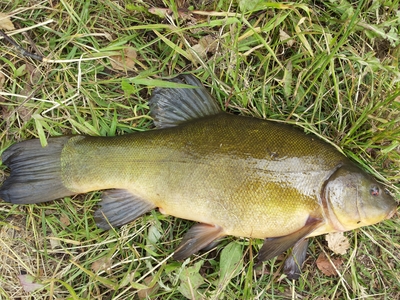 Tench
