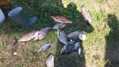 Carp bream