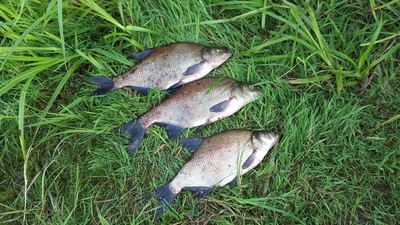 Carp bream