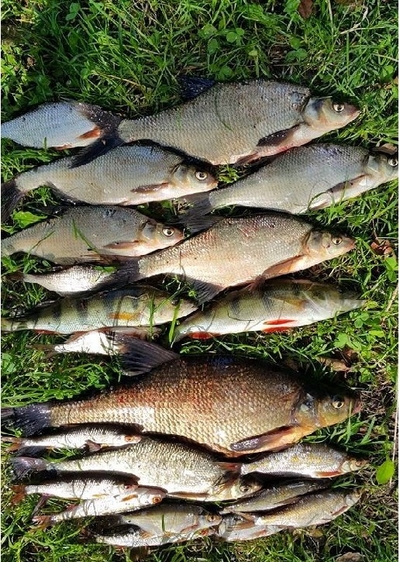 Carp bream