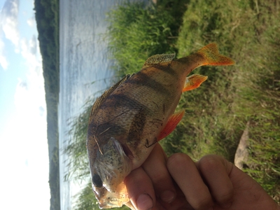 Eurasian perch