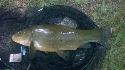Tench