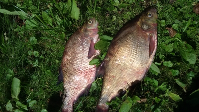Carp bream