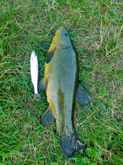 Tench