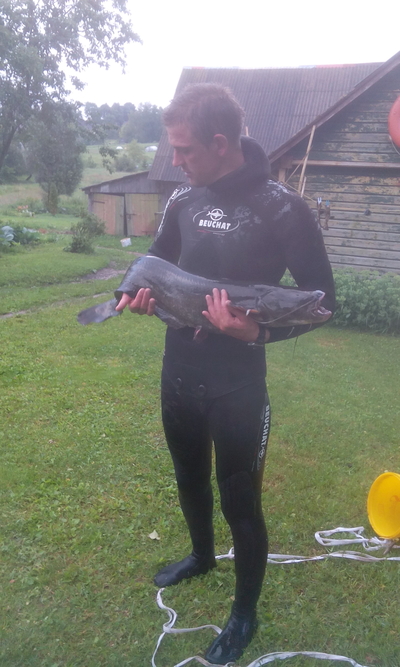 Wels catfish