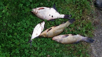 Carp bream