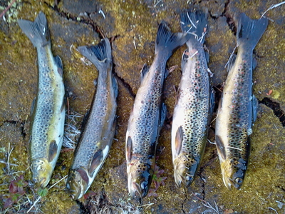 Brown Trout