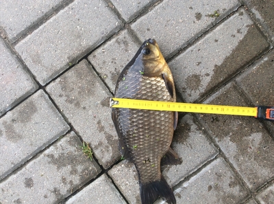 Crucian carp
