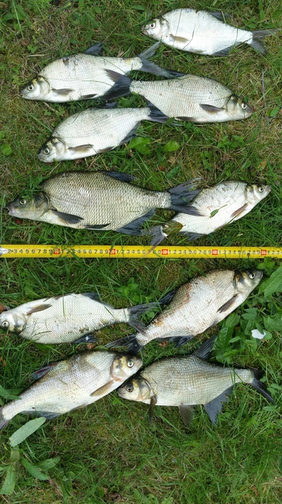 Carp bream
