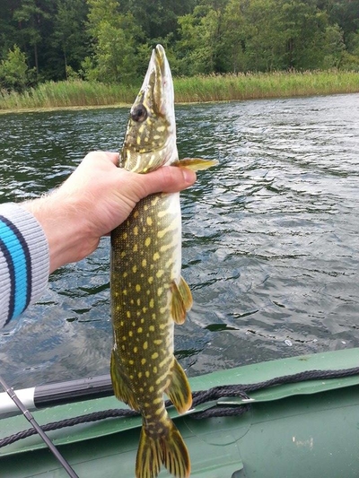 Northern Pike