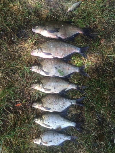 Carp bream