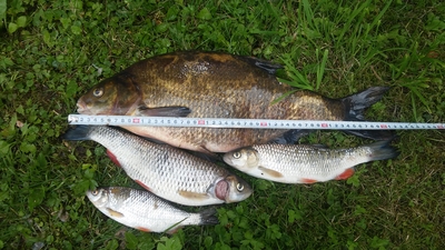 Carp bream