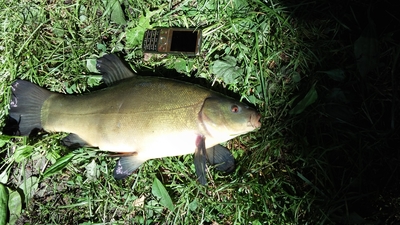 Tench