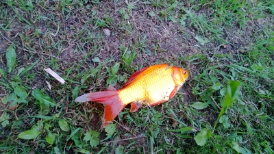 Tilapia