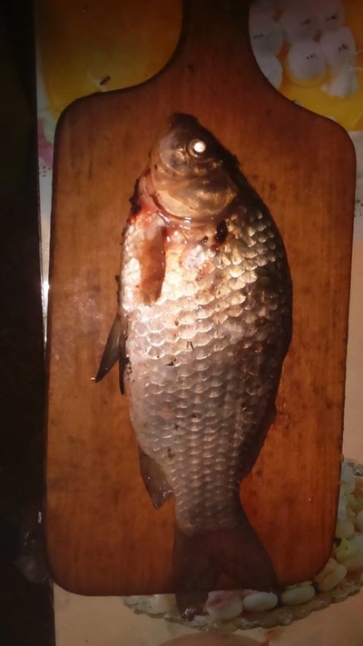 Crucian carp