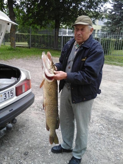 Northern Pike