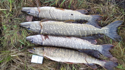 Northern Pike