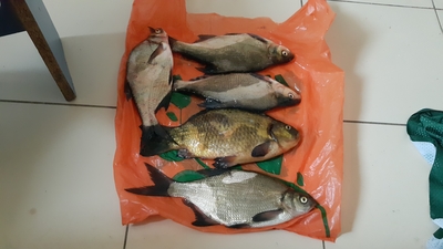 Carp bream