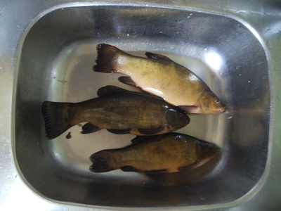 Tench
