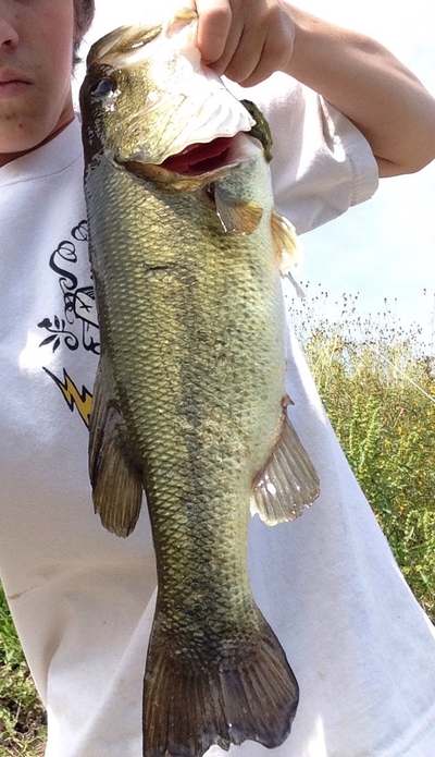 Largemouth Bass