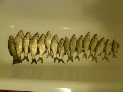 Carp bream