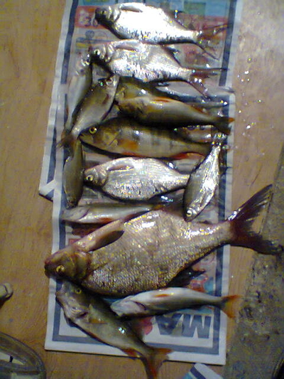 Carp bream