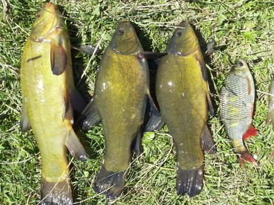 Tench