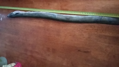 European eel