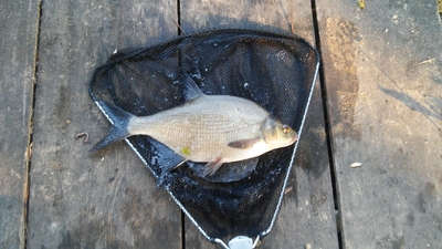 Carp bream