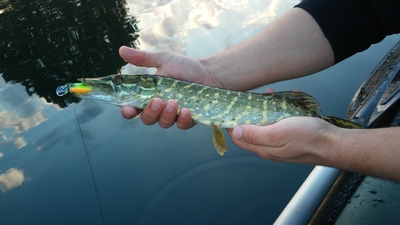 Northern Pike