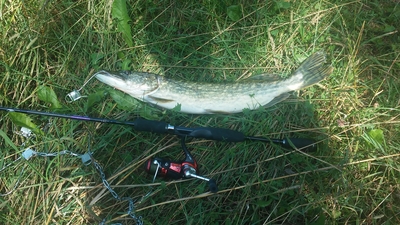 Northern Pike