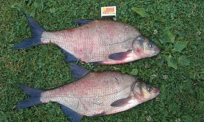 Carp bream