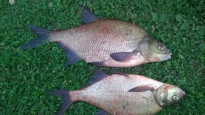 Carp bream