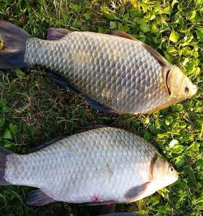 Crucian carp