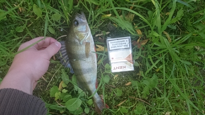 Eurasian perch