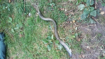 European eel