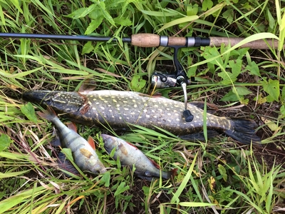 Northern Pike