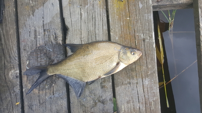 Carp bream