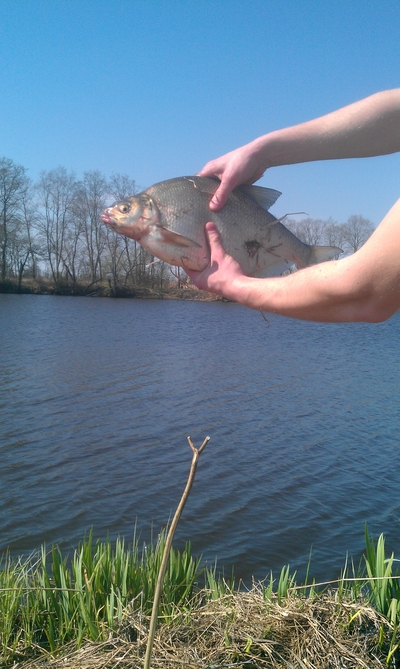Carp bream