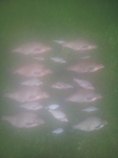 Carp bream
