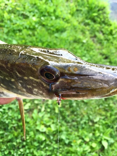 Northern Pike