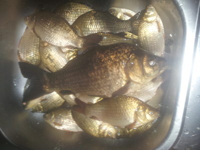 Crucian carp