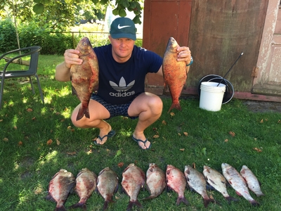 Carp bream