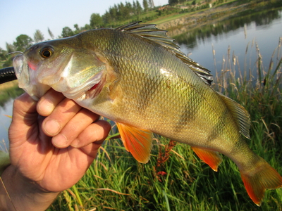 Eurasian perch